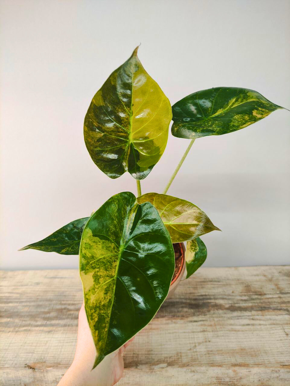 Alocasia Wendtii Variegata – Foglie esotiche dalle sfumature uniche