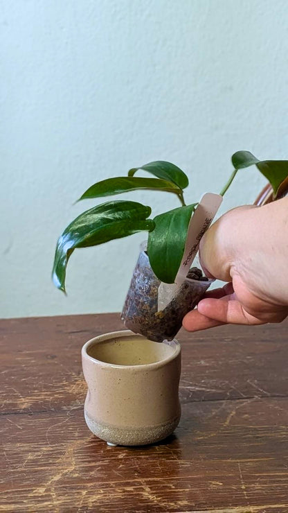 Philodendron ‘Florida Bronze’ | Pianta adattata all'idrocoltura