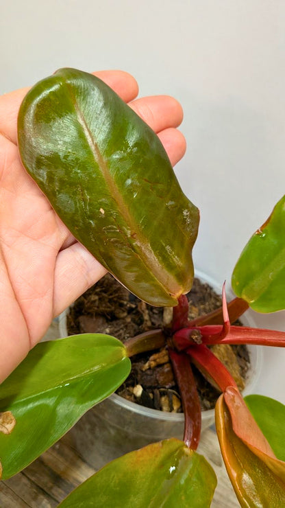 Philodendron Prince of Orange 1 - Adozione Speciale