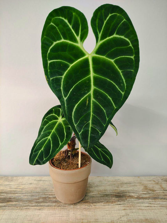 Anthurium Regale: Foglie Giganti e Fascino da Sovrano Tropicale