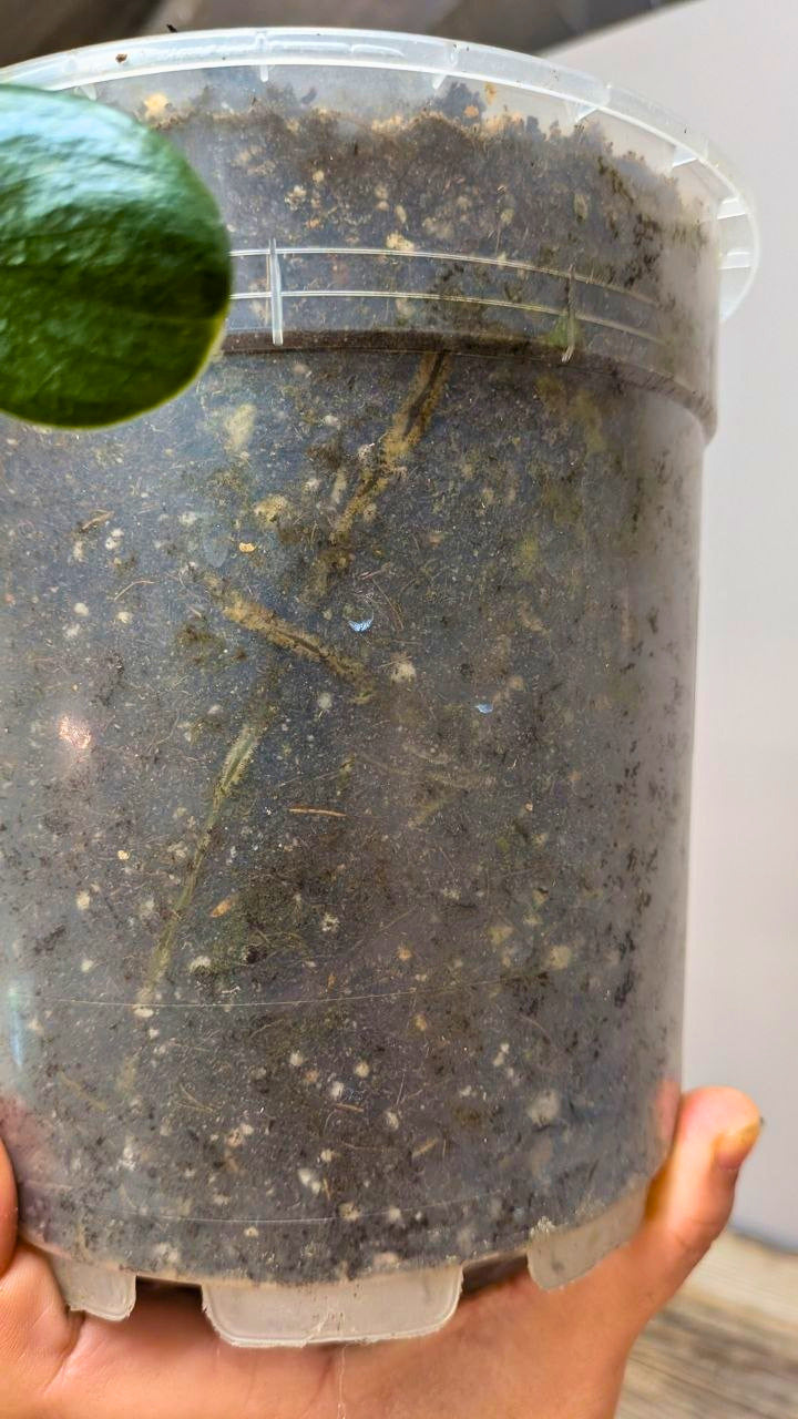 Philodendron cf Rugosum 1 - Adozione Speciale