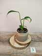 Monstera Burle Marx Flame – Eleganza tropicale e forma inconfondibile