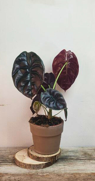 Alocasia Cuprea "Red Secret" – Baby Plant dall'aspetto di Scudo