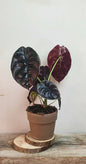 Alocasia Cuprea "Red Secret" – Baby Plant dall'aspetto di Scudo