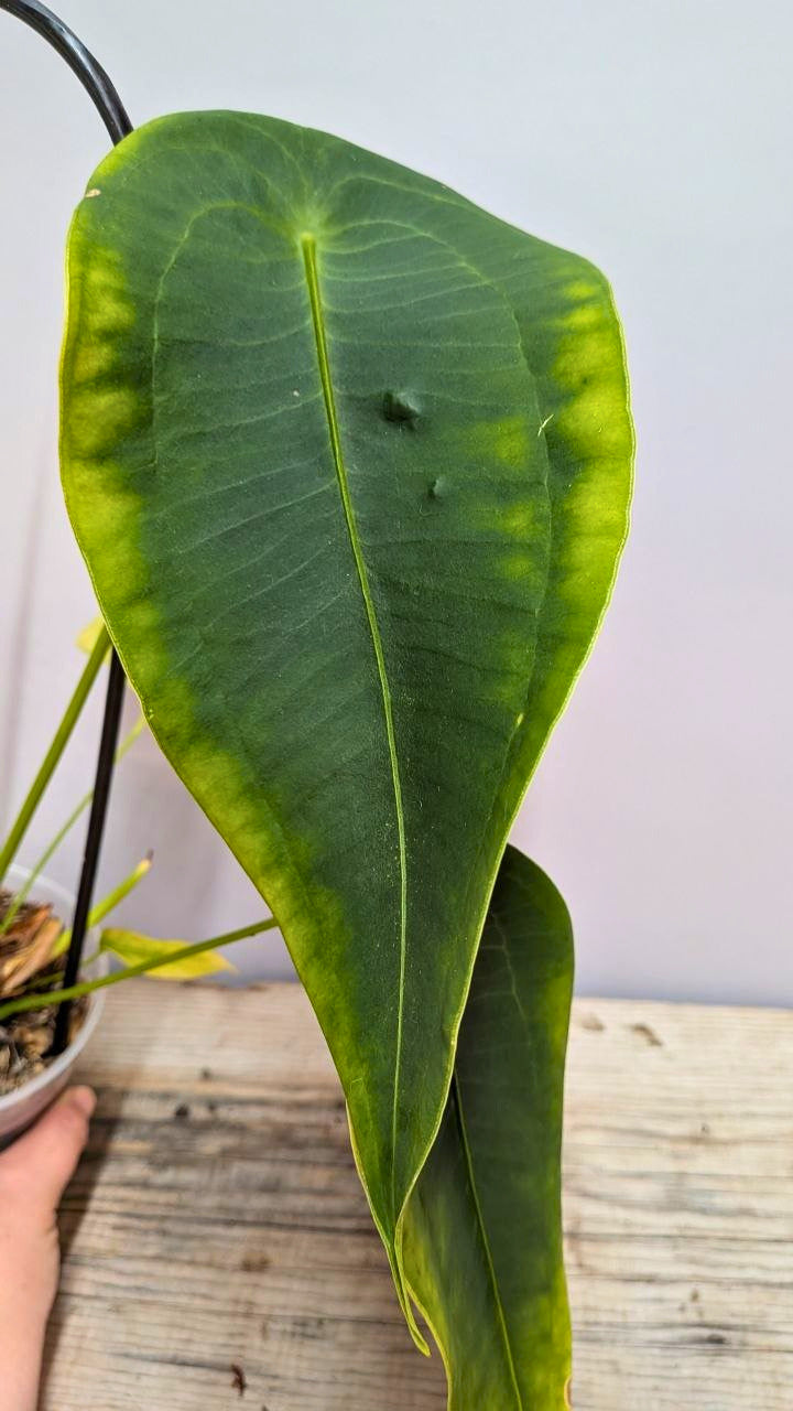 Anthurium Peltigerum - Adozione Speciale