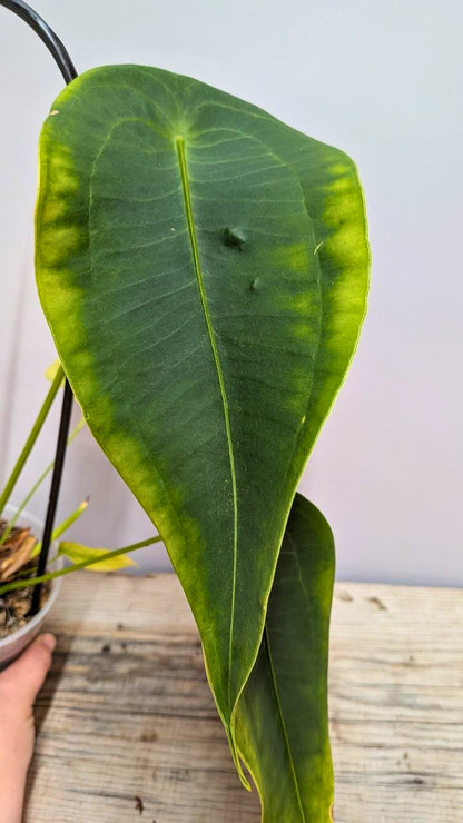 Anthurium Peltigerum - Adozione Speciale