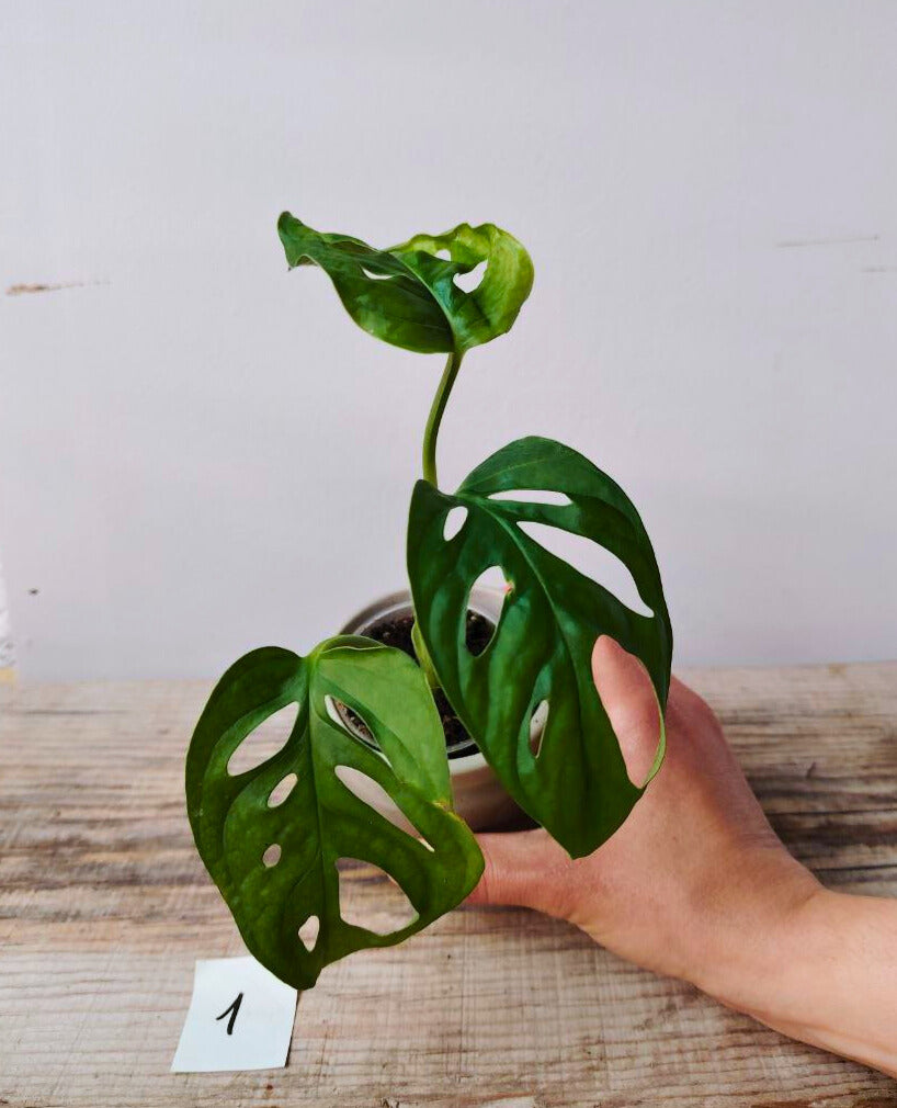 Monstera Adansonii – Baby Plant Esotica e Decorativa