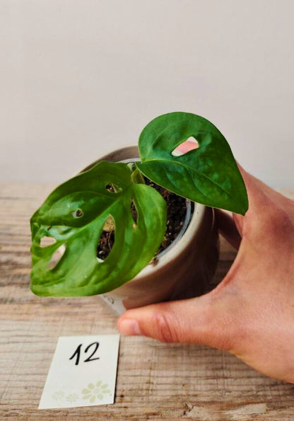 Monstera Adansonii – Baby Plant Esotica e Decorativa