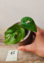 Monstera Adansonii – Baby Plant Esotica e Decorativa