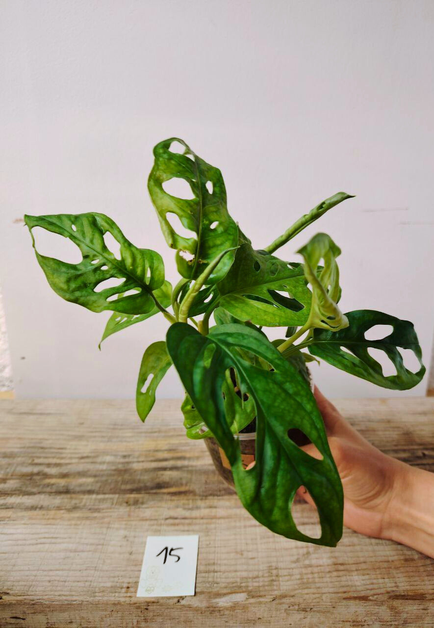 Monstera Adansonii – Baby Plant Esotica e Decorativa