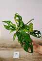Monstera Adansonii – Baby Plant Esotica e Decorativa