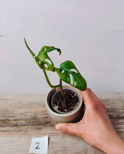 Monstera Adansonii – Baby Plant Esotica e Decorativa
