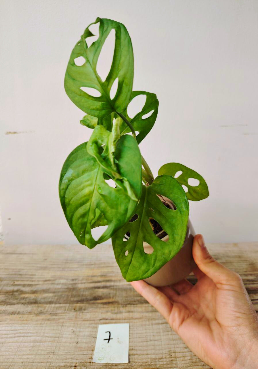 Monstera Adansonii – Baby Plant Esotica e Decorativa