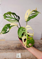Monstera Adansonii Variegata – Foglie traforate e variegature da sogno