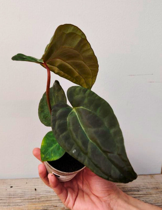 Anthurium Ace of Spades x Papillilaminum: L’Ibrido delle Meraviglie, Scuro e Affascinante