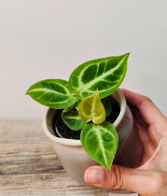 Anthurium Crystallinum Crystal Hope – Eleganza tropicale in ogni foglia