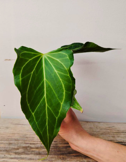 Anthurium Delta Force: Varietà Unica, Foglie Corpose e Grande Presenza Scenica