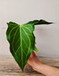 Anthurium Delta Force: Varietà Unica, Foglie Corpose e Grande Presenza Scenica