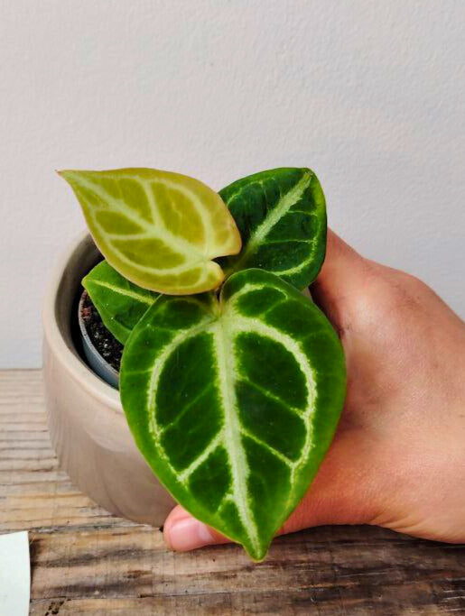 Anthurium Crystallinum Dorayaki – Foglie vellutate e forma iconica