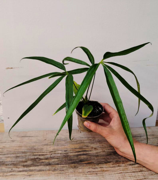 Anthurium Eminens: Crescita Vigorosa e Fascino Selvatico in Forma Tropicale