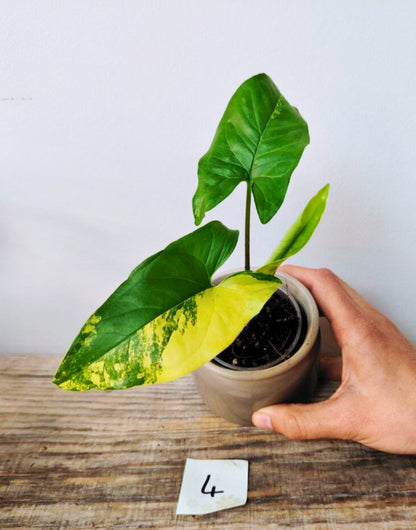 Syngonium Aurea – Variegature oro per una luce tropicale in casa