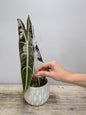 Tutore trasparente con clip decorative per il sostegno delle piante