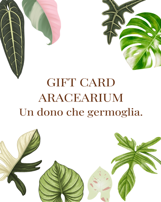 Gift Card Aracearium