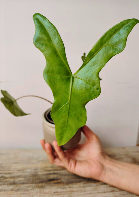 Alocasia Nycteris 'Bat Wing': la pianta dalle foglie alate e misteriose