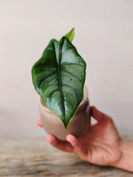 Alocasia Heterophylla Dragon’s Breath: eleganza rara dal fogliame scultoreo