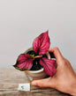 Caladium Lava Glow – Rosso incandescente e bellezza tropicale
