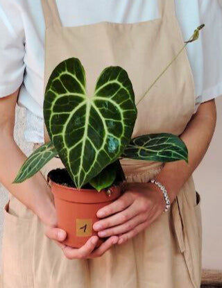Anthurium Clarinervium: Velluto Verde e Venature a Cuore, un Classico d’Effetto