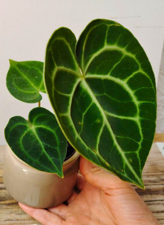 Anthurium Clarinervium Baby: Piccolo Tesoro Vellutato per la Tua Collezione