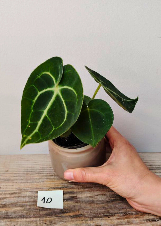 Anthurium Clarinervium – Velluto Verde Venature Cuore | Aracearium