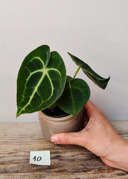 Anthurium Clarinervium – Velluto Verde Venature Cuore | Aracearium