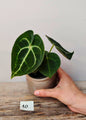 Anthurium Clarinervium – Velluto Verde Venature Cuore | Aracearium