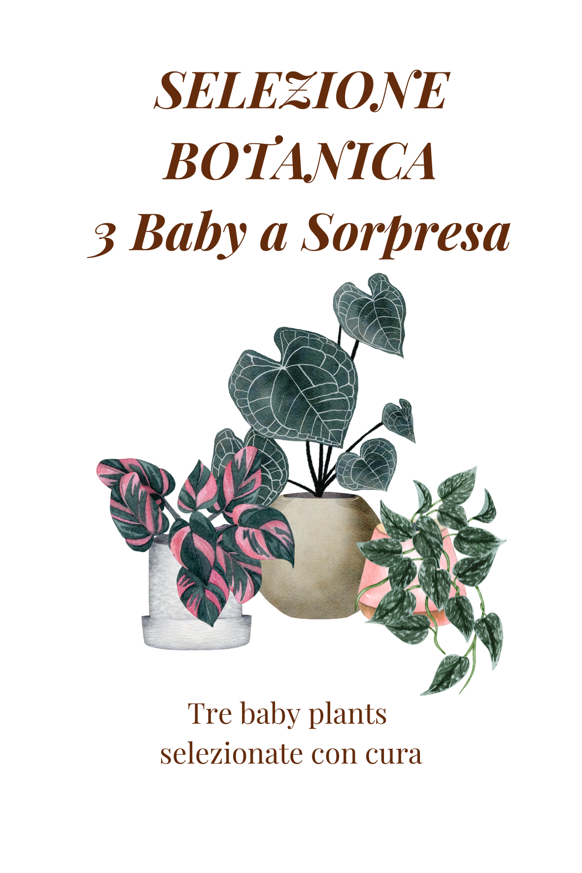 Selezione Baby Aracearium – Box di 3 Piante Tropicali a Sorpresa | Aracearium