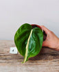 Philodendron Hederaceum Cream Splash – Variegature delicate e stile inconfondibile