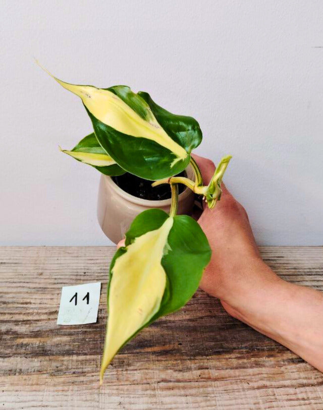 Philodendron Hederaceum Cream Splash – Variegature delicate e stile inconfondibile