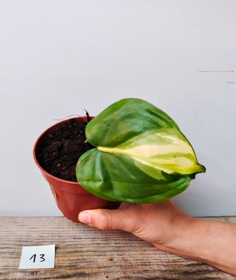 Philodendron Hederaceum Cream Splash – Variegature delicate e stile inconfondibile
