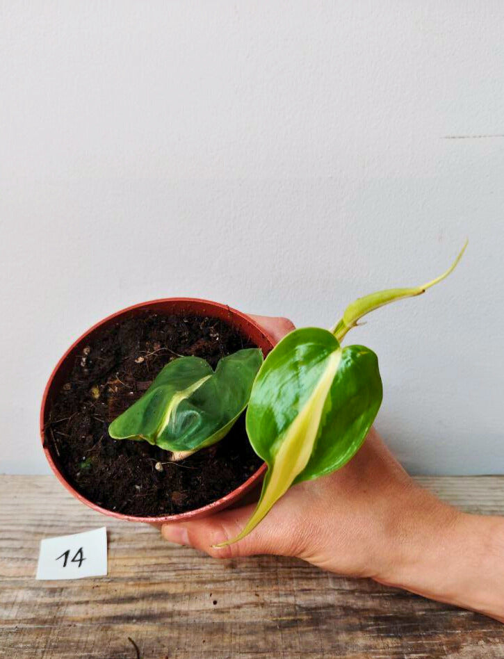Philodendron Hederaceum Cream Splash – Variegature delicate e stile inconfondibile