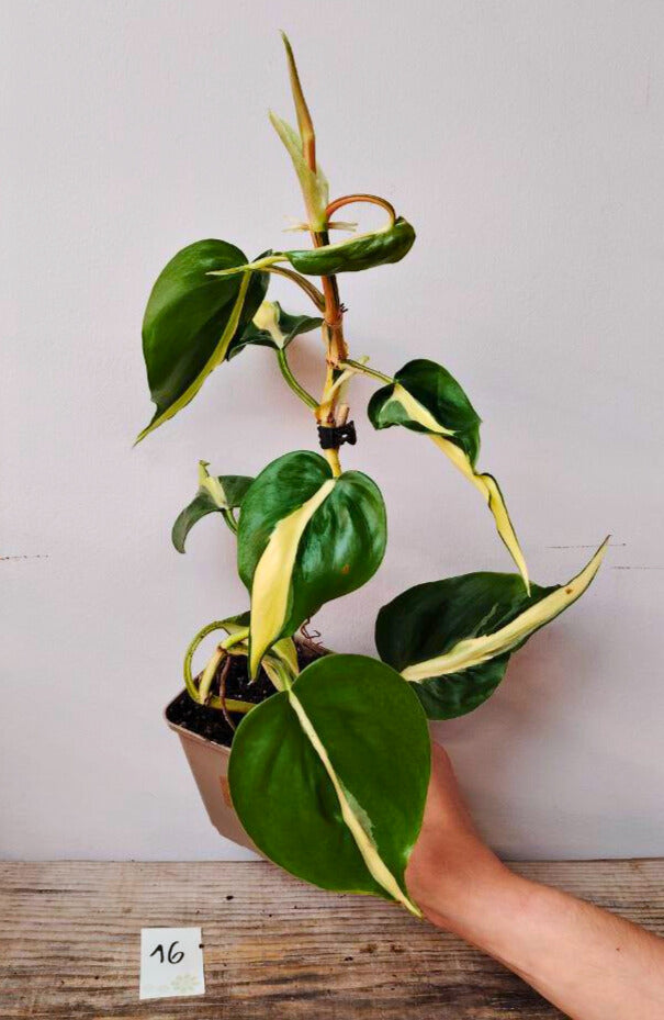 Philodendron Hederaceum Cream Splash – Variegature delicate e stile inconfondibile