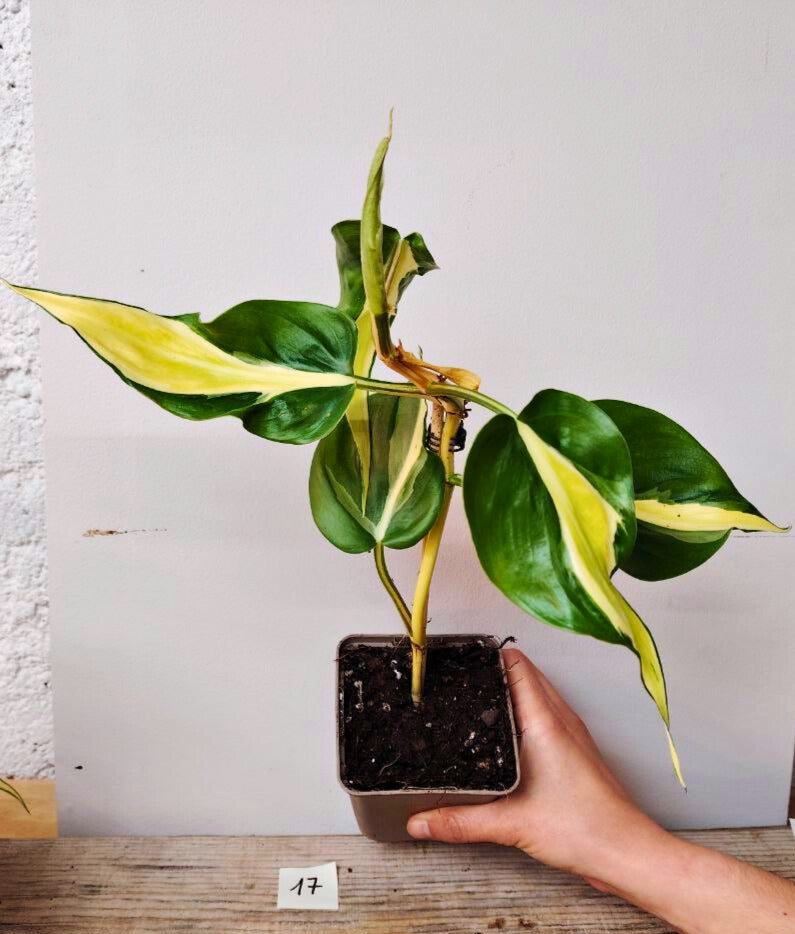 Philodendron Hederaceum Cream Splash – Variegature delicate e stile inconfondibile