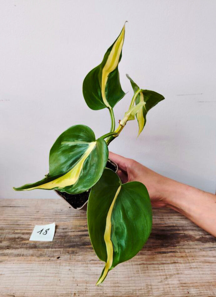 Philodendron Hederaceum Cream Splash – Variegature delicate e stile inconfondibile