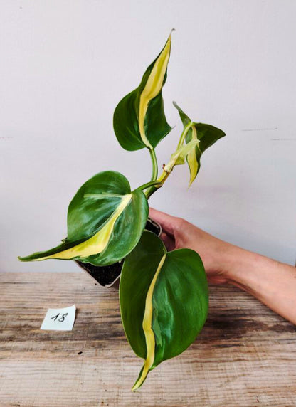 Philodendron Hederaceum Cream Splash – Variegature delicate e stile inconfondibile