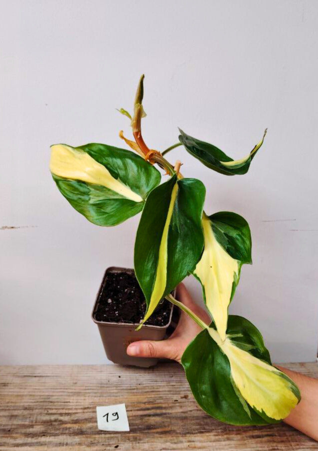 Philodendron Hederaceum Cream Splash – Variegature delicate e stile inconfondibile