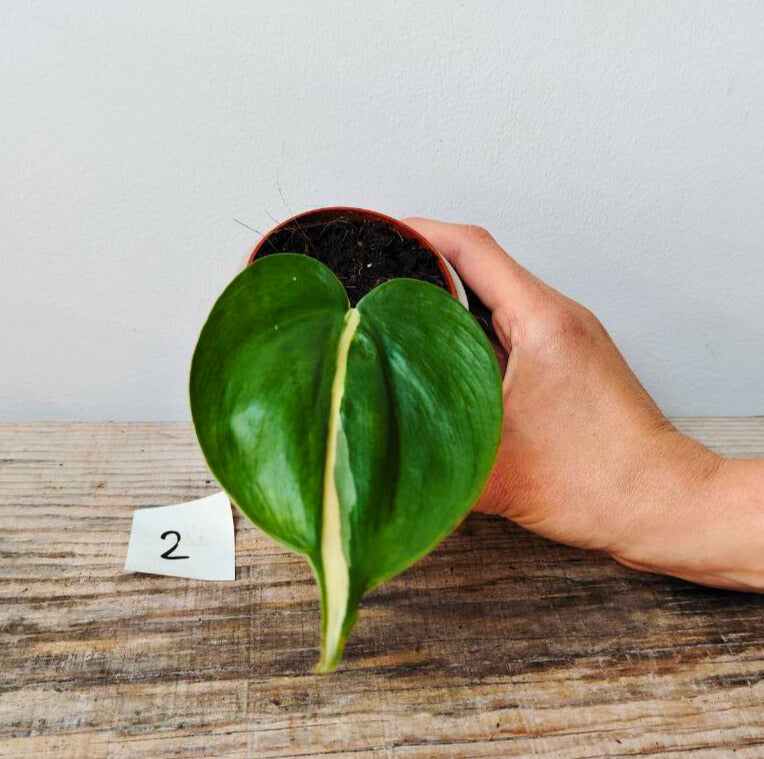 Philodendron Hederaceum Cream Splash – Variegature delicate e stile inconfondibile