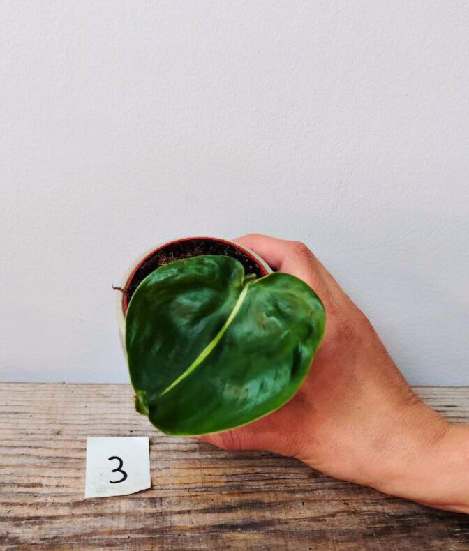Philodendron Hederaceum Cream Splash – Variegature delicate e stile inconfondibile