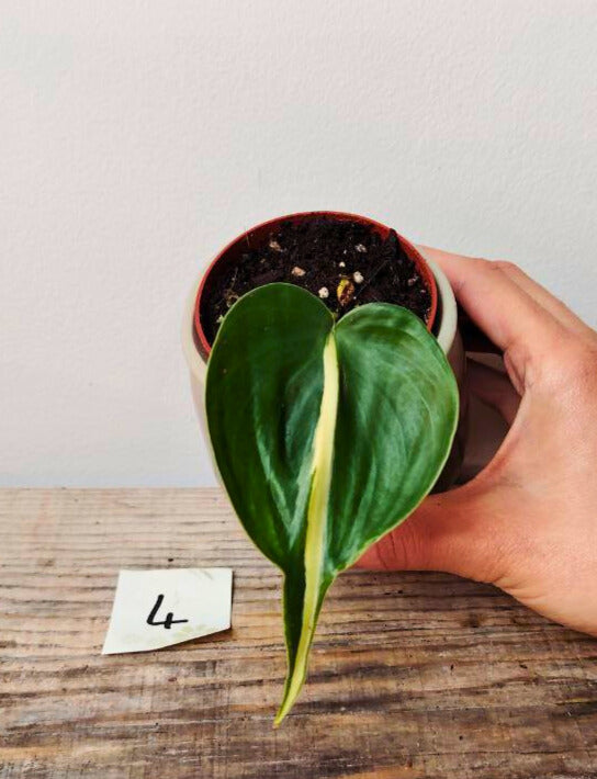 Philodendron Hederaceum Cream Splash – Variegature delicate e stile inconfondibile