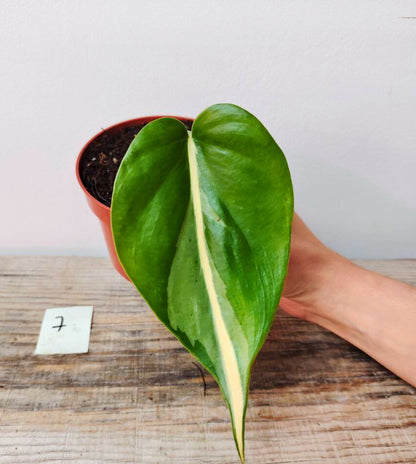 Philodendron Hederaceum Cream Splash – Variegature delicate e stile inconfondibile
