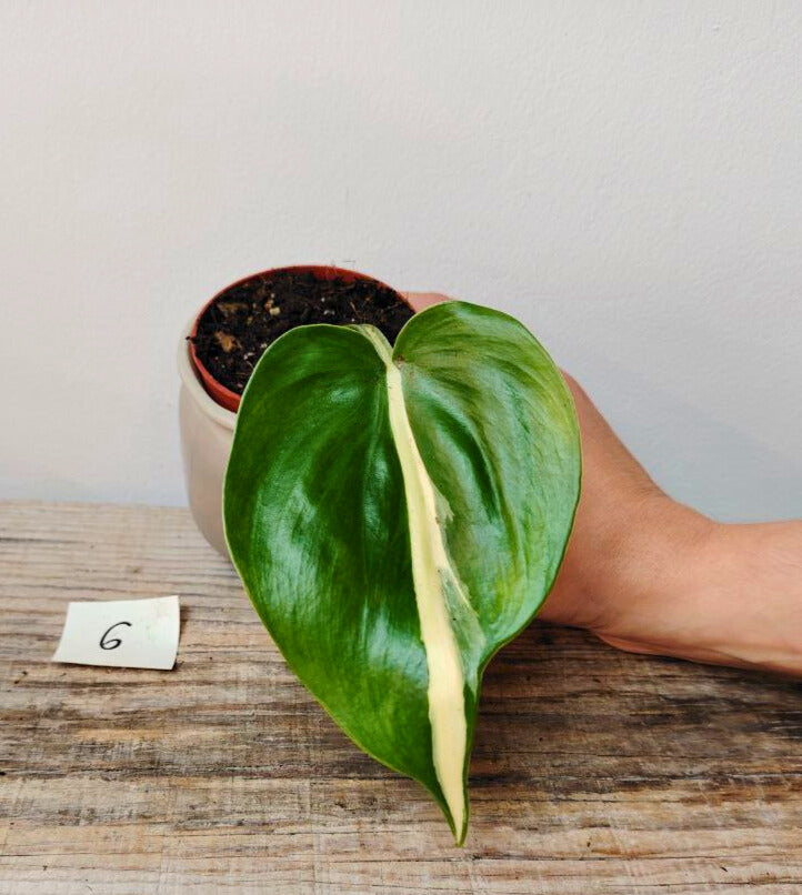 Philodendron Hederaceum Cream Splash – Variegature delicate e stile inconfondibile